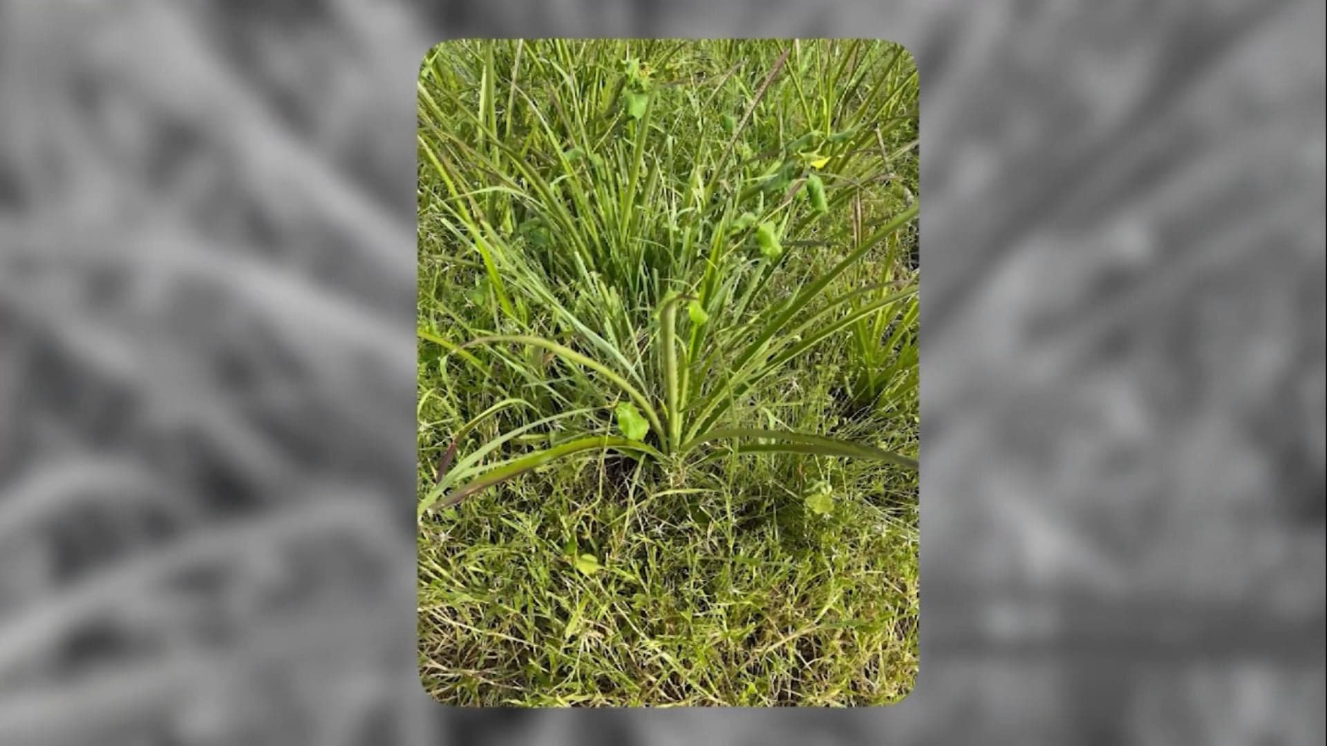 Pecuarista do MA enfrenta infestação de macambira em pastagens