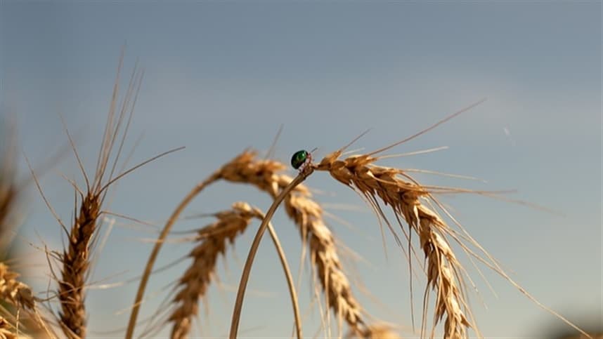 Mercados agrícolas sob tensão com incertezas na produção