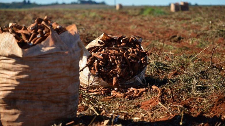 Preços da mandioca sobem com baixa oferta no Paraná