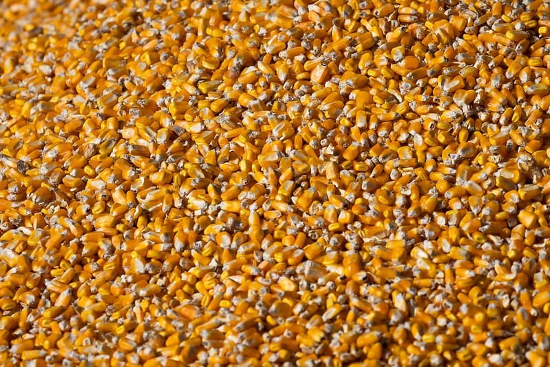 Consumo de milho deve crescer 4,8% na safra 2025/26