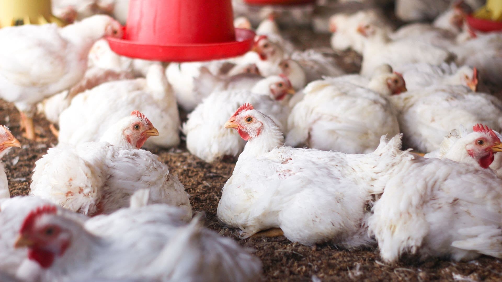 Brasil obtém aprovação da UE para carnes de aves e mel