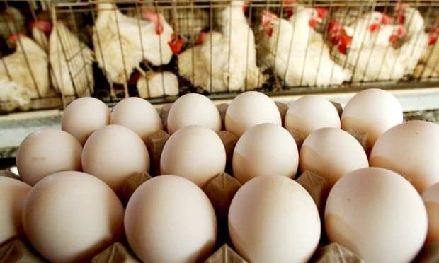 Ectoparasitas ameaçam produtividade na avicultura de postura