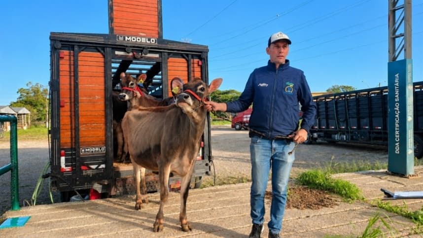 Vaca Jersey Colorada é destaque em Fenasul Expoleite 2026