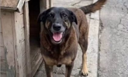 Caso do Cão Orelha é arquivado pela Justiça de Florianópolis