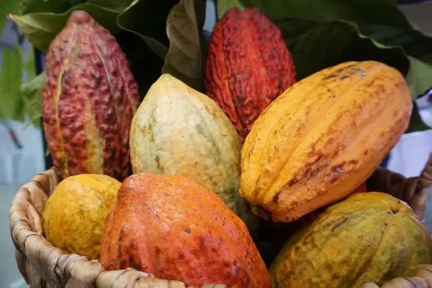 Cacau no Pará: 165 mil hectares restaurados em áreas degradadas