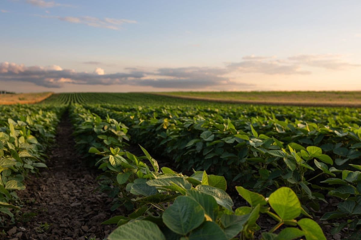 Governo anuncia Plano Safra 2026/27 de R$ 620 bilhões para agro