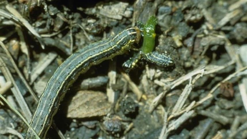 Lagarta-do-cartucho afeta produção de milho e eleva custos no Brasil