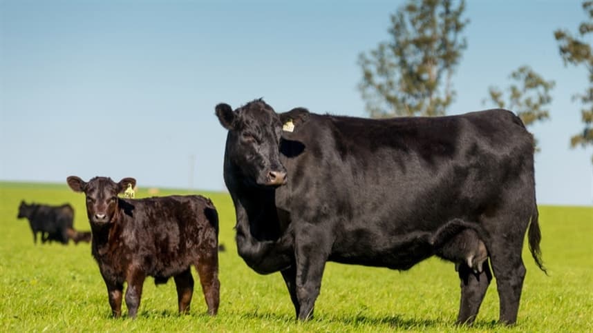 Crescimento de 19,58% na venda de sêmen Angus no primeiro semestre