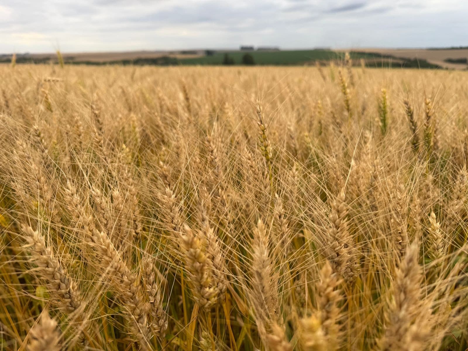 Trigo cai após alta, enquanto soja e milho têm desempenho misto