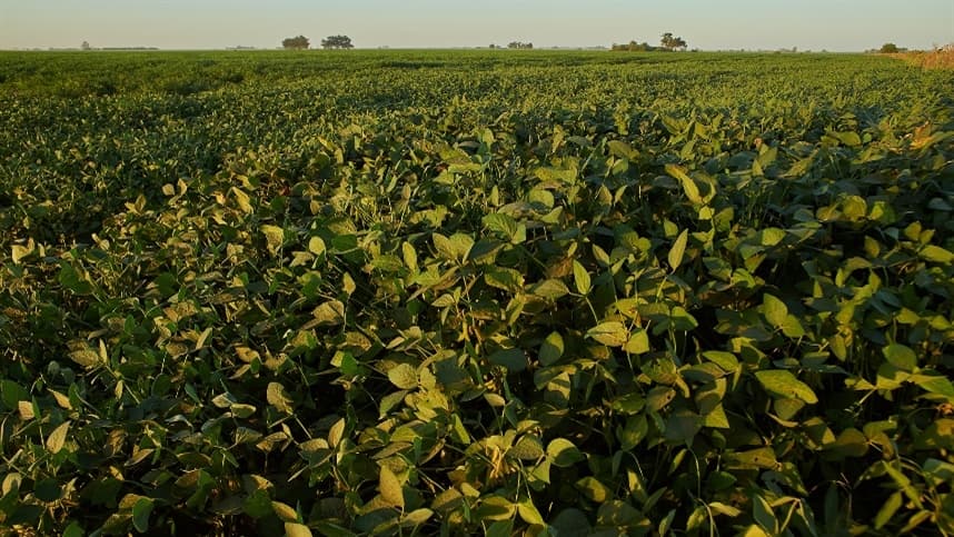 Dessecação pré-plantio é essencial para a soja em 2026