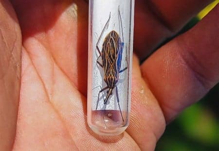 Desmatamento no Acre afeta transmissão de leishmaniose e doença de Chagas