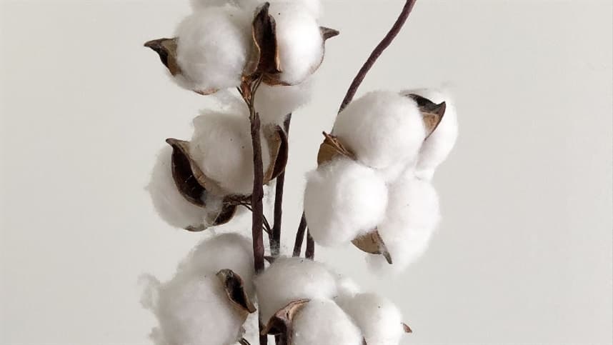 Mato Grosso registra aumento na venda de pluma de algodão em março