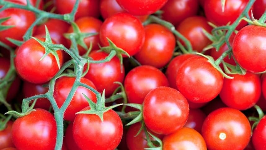 Agricultores quenianos adotam armadilhas para controlar pragas do tomateiro