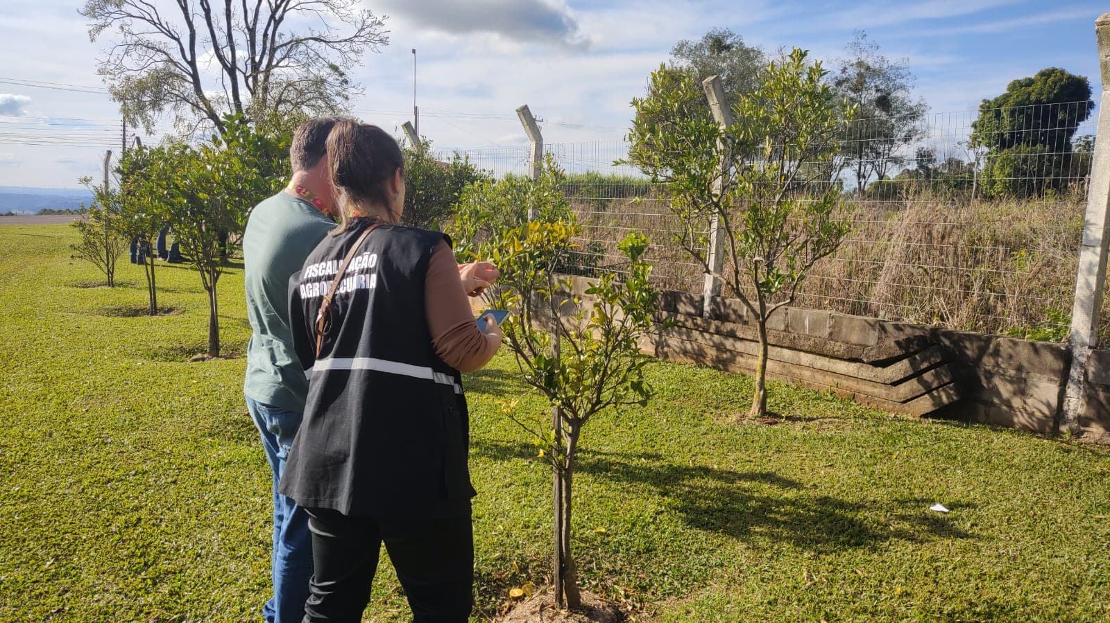 Greening é erradicado pela primeira vez no Rio Grande do Sul