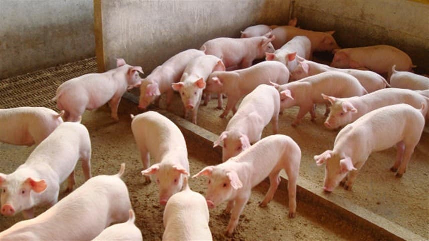 Problemas intestinais afetam desempenho de suínos em granjas