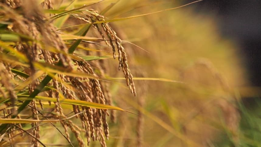 Preços do arroz em casca sobem no Rio Grande do Sul