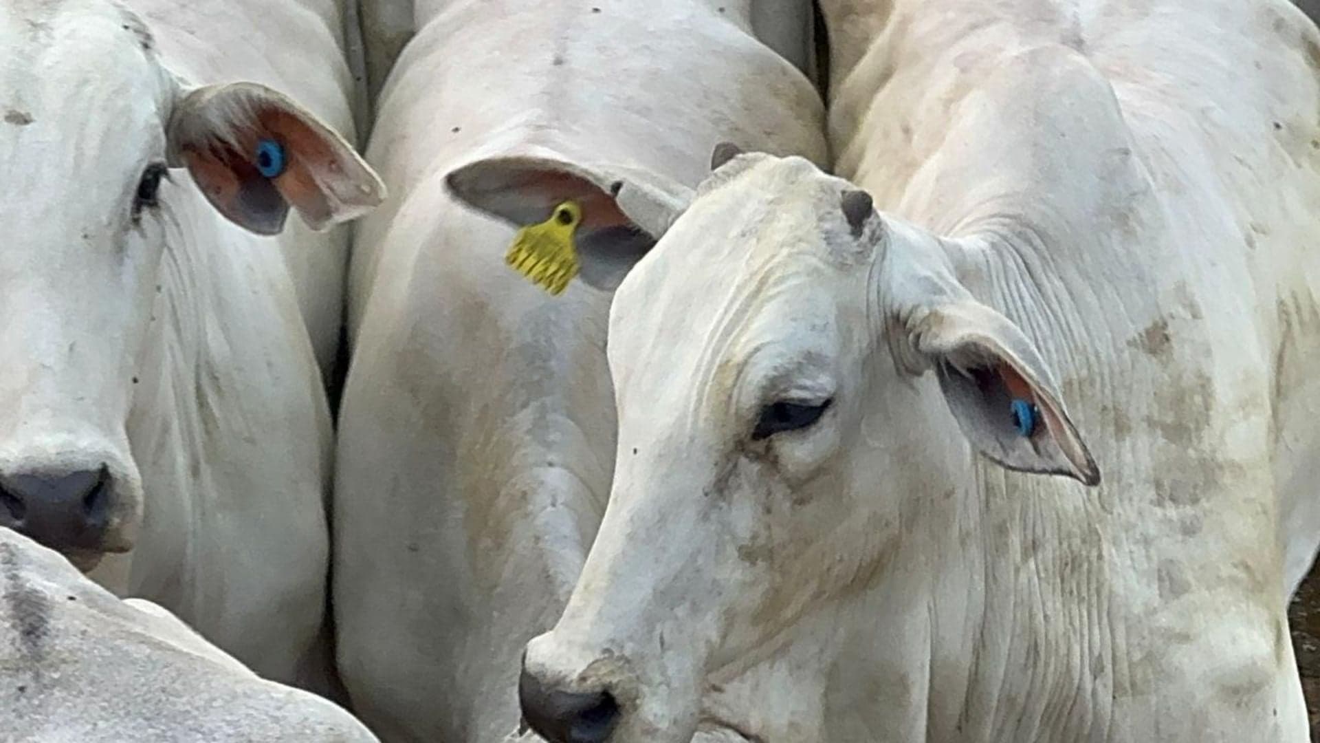 Preços do boi gordo caem enquanto carne bovina se mantém estável