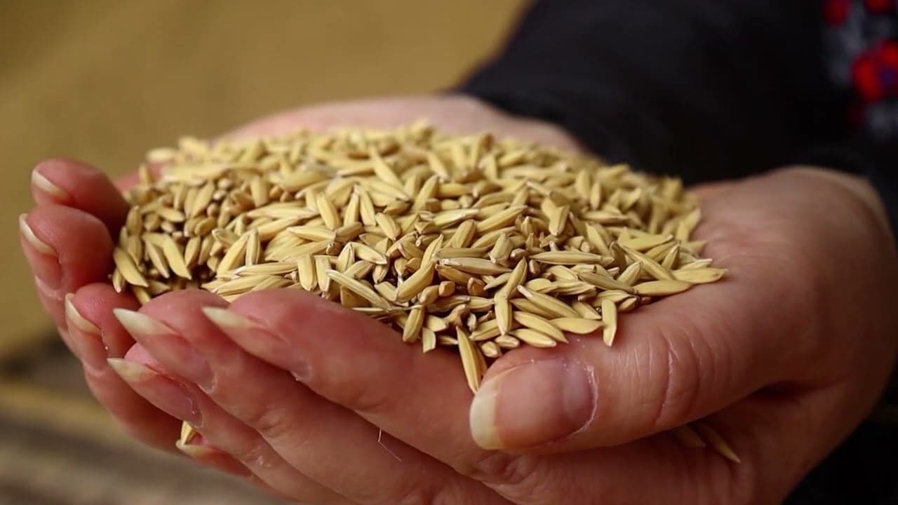 Preços do arroz e trigo no Brasil refletem oferta restrita e demanda elevada