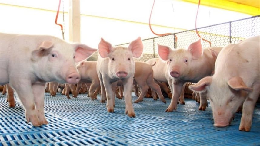 Baixa nos preços do farelo de soja impulsiona o poder de compra dos suinocultores