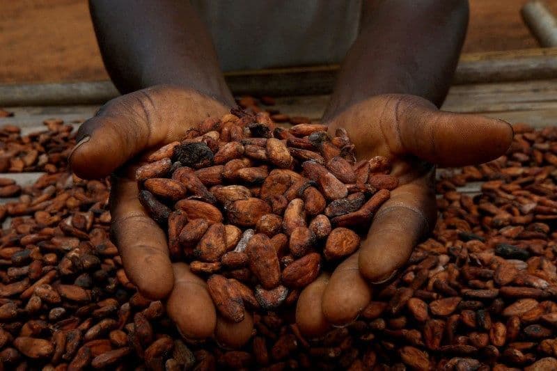 Cacau atinge mínima devido à fraca demanda global por chocolate
