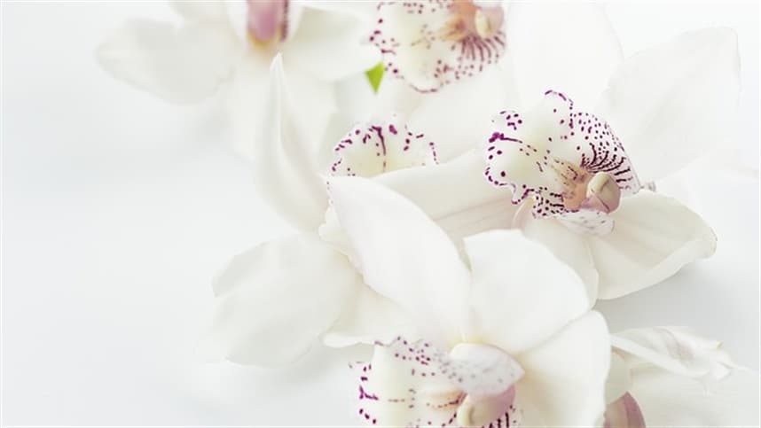 Estudo revela resistência de orquídea a condições climáticas extremas