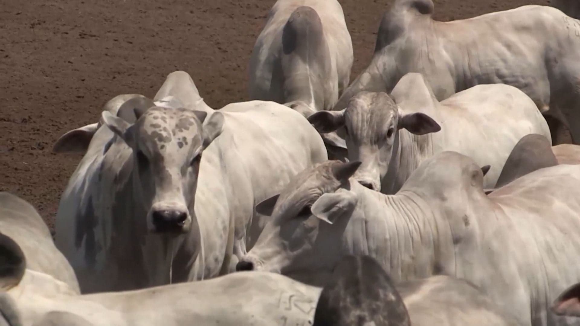 Preço da arroba do boi gordo se mantém firme em São Paulo