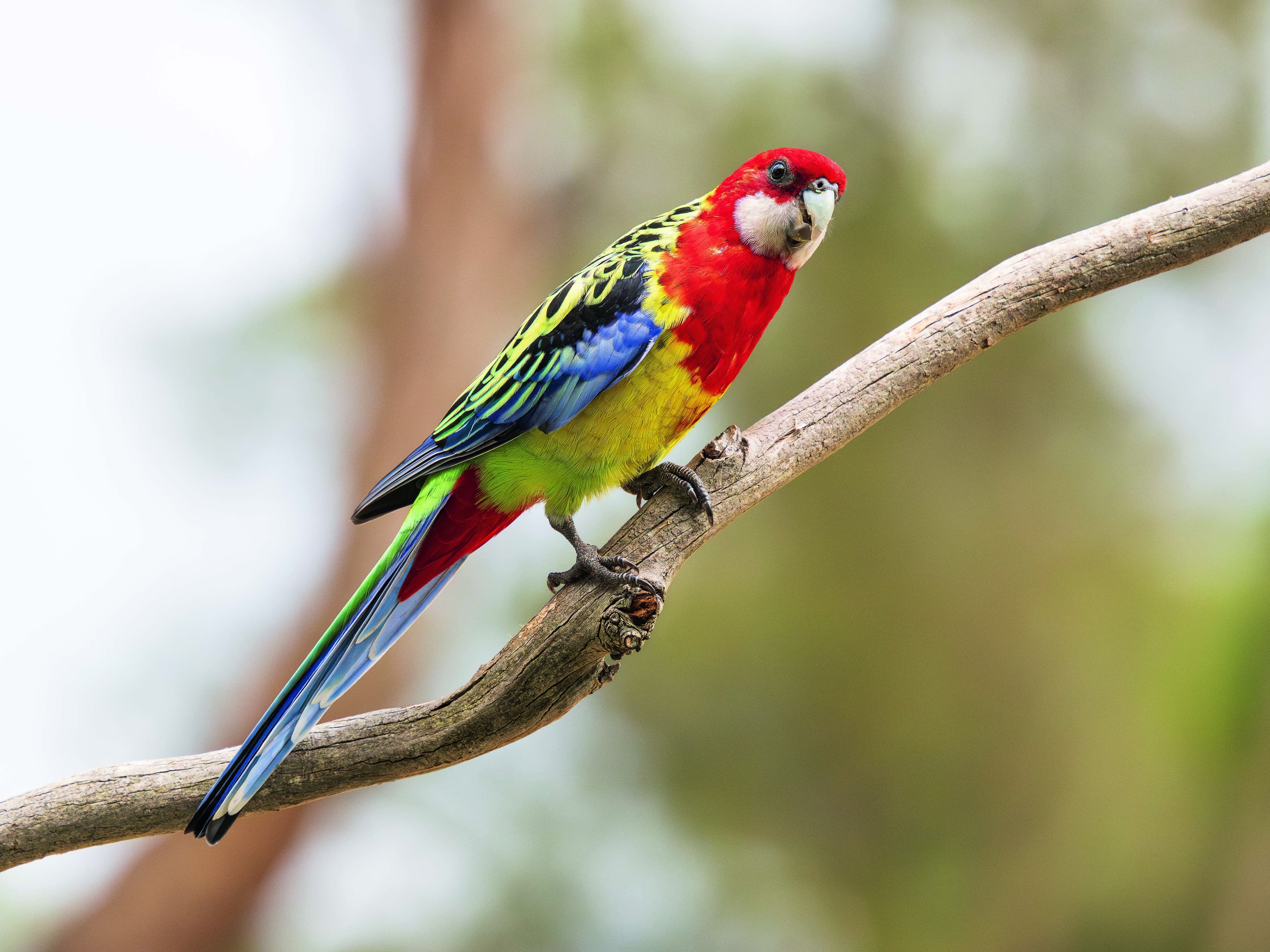 Rosella eximius: A ave de cores vibrantes que encanta criadores