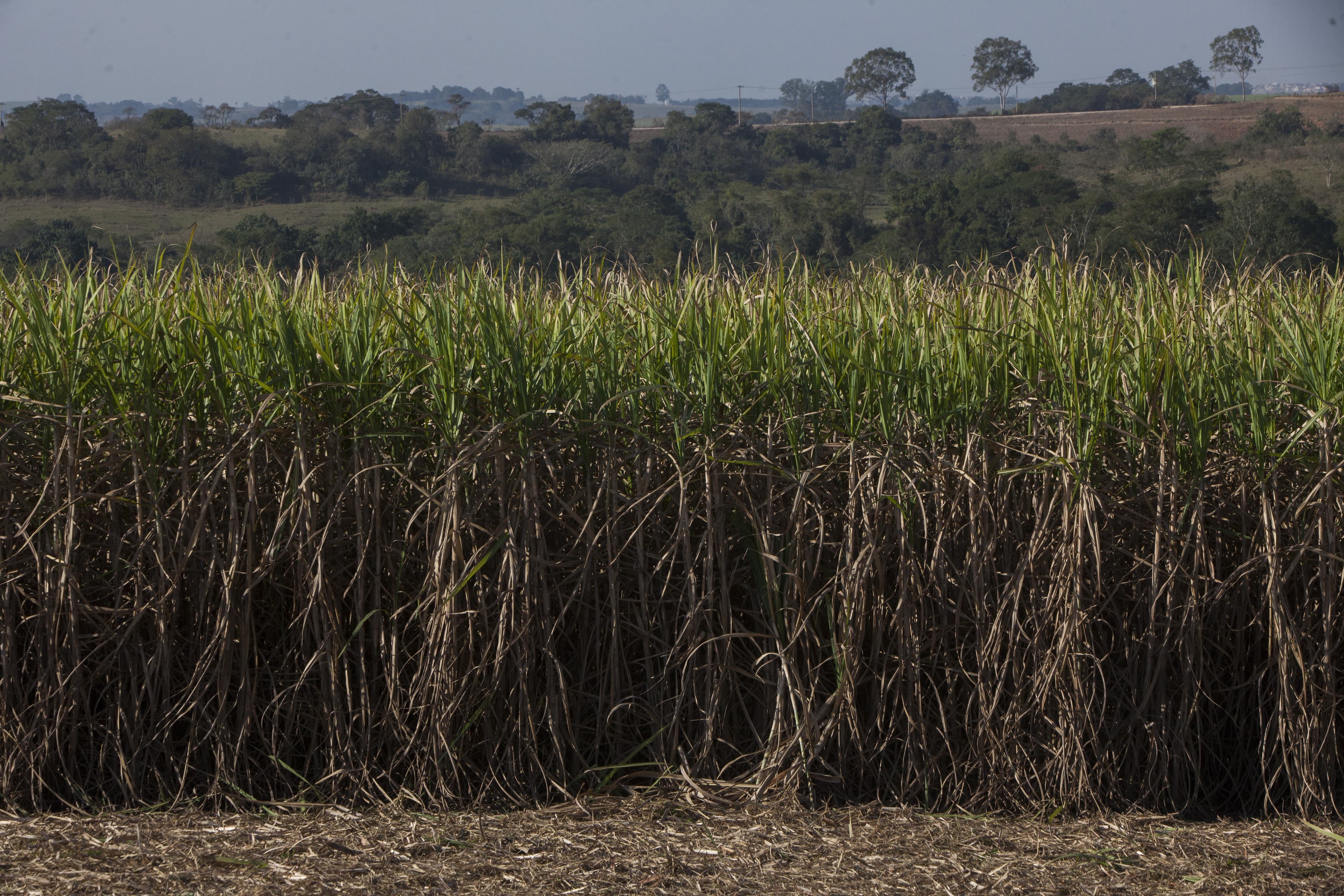 BNDES financia R$ 83 milhões para inovação na cana-de-açúcar