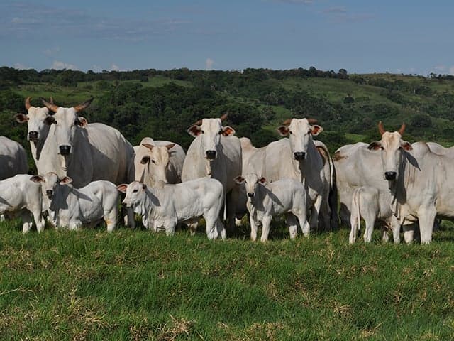 Preços do boi gordo se mantêm firmes apesar de baixa liquidez