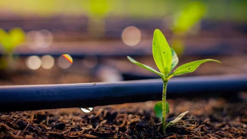 Gotejamento: alta eficiência com baixo custo operacional