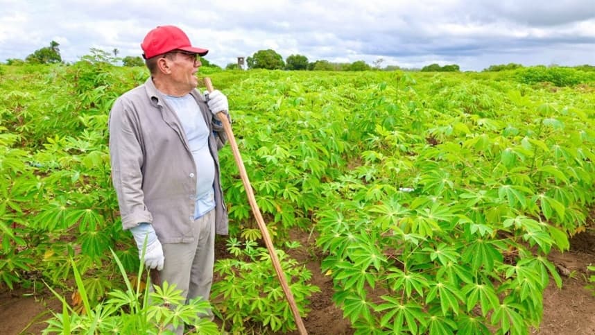 Avanços na mandioca fortalecem agricultura na Bahia
