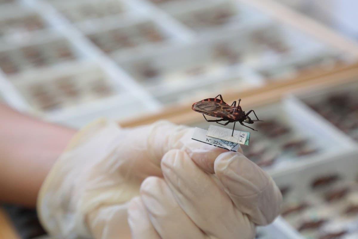 Fiocruz lidera projeto internacional para prevenir a transmissão da doença de Chagas