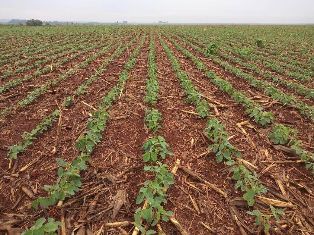 Crescimento do mercado de inoculantes no Brasil ganha nova dinâmica