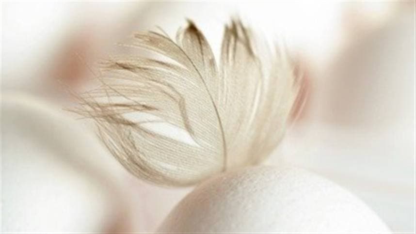 Aumentam exportações de material genético avícola