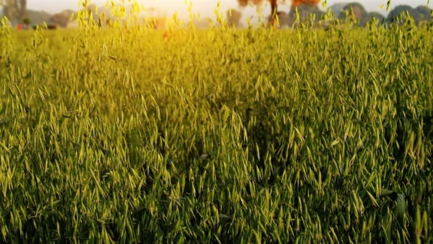 Manejo na entressafra é vital para evitar plantas daninhas