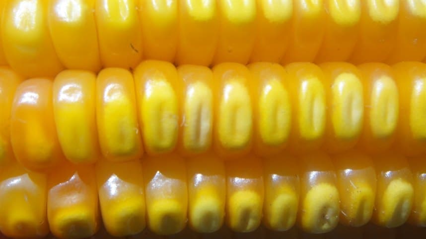 Mercado de Milho Enfrenta Pressão com Avanço nas Colheitas