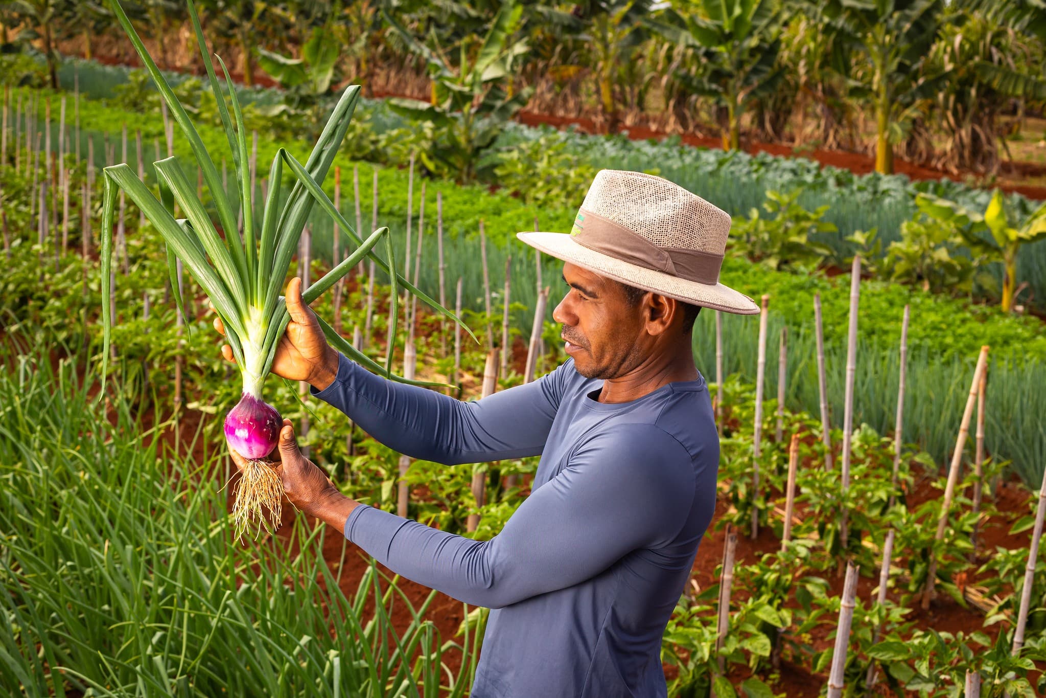Proagro: Redução de Acesso ao Crédito Afeta Produtores Rurais