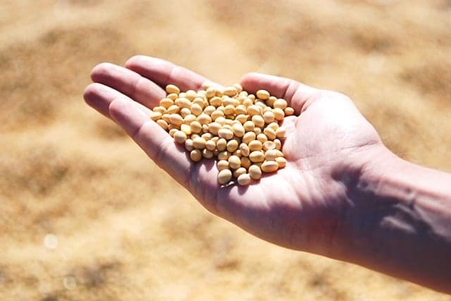 Fórum Internacional da Agropecuária destaca a soja em 2026