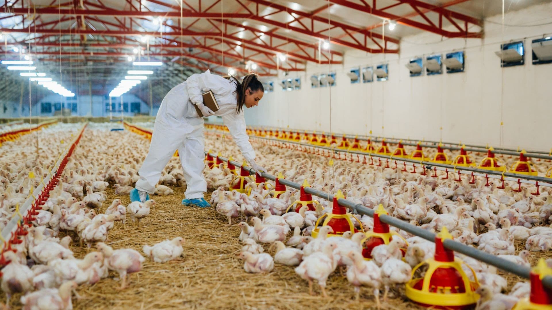 Indústria de Aves e Suínos Prevê Aumento de Custos e Preços