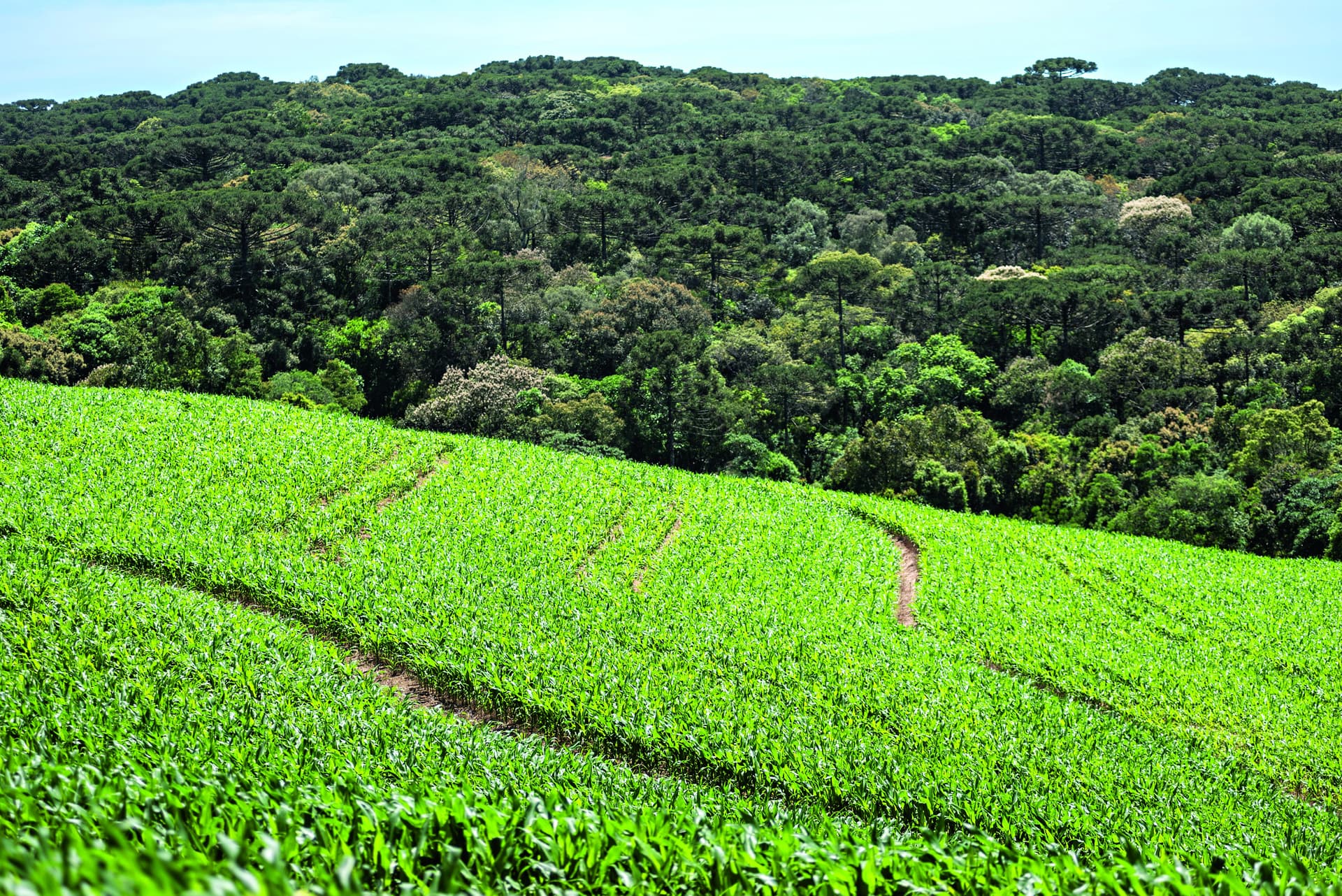 IBRA Megalab Expande Tecnologias Agrícolas para os EUA