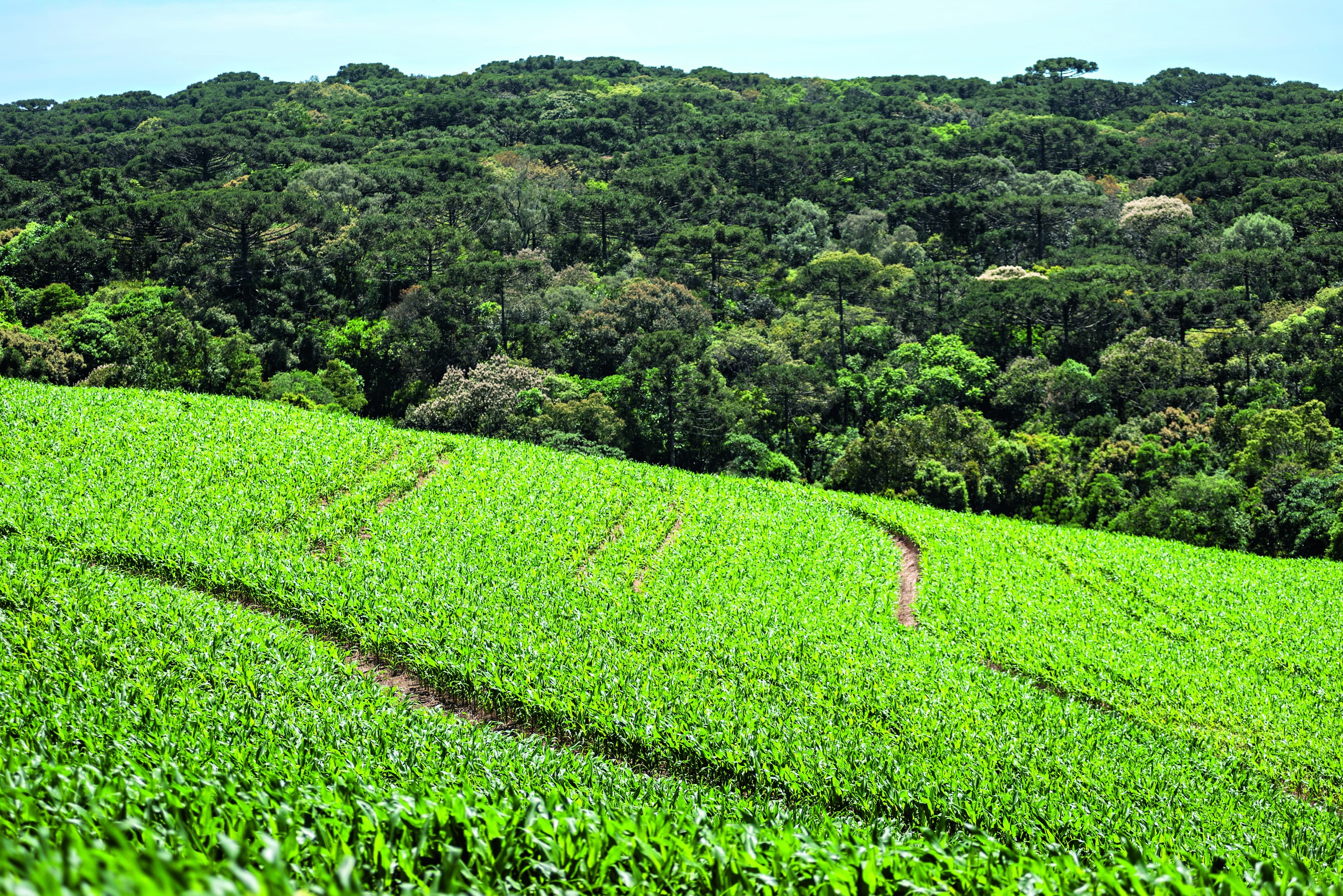 IBRA Megalab Expande Tecnologias Agrícolas para os EUA