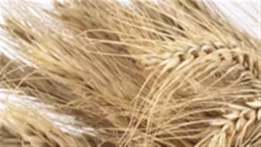 Trigo atinge nova alta nos EUA