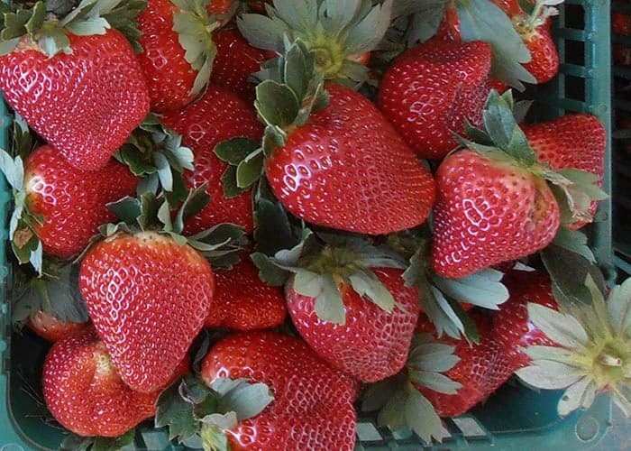 Produção de morango no Brasil avança, mas desafios climáticos persistem