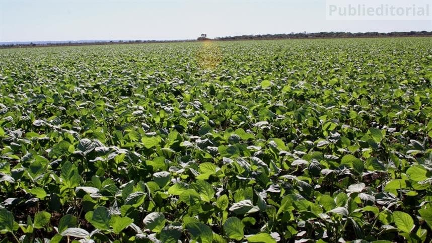 El Niño pode aumentar riscos agrícolas e impactos no seguro rural