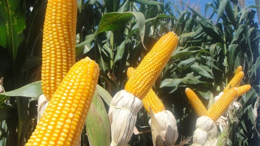 Colheita de milho para silagem atinge 89% no Rio Grande do Sul