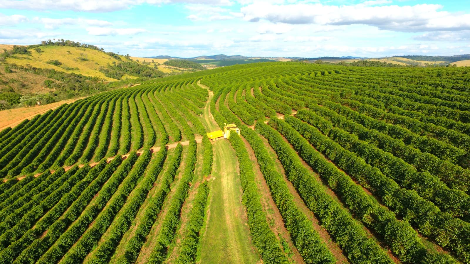 Produção de Café no Brasil Enfrenta Desafios com Clima e Custos de Insumos