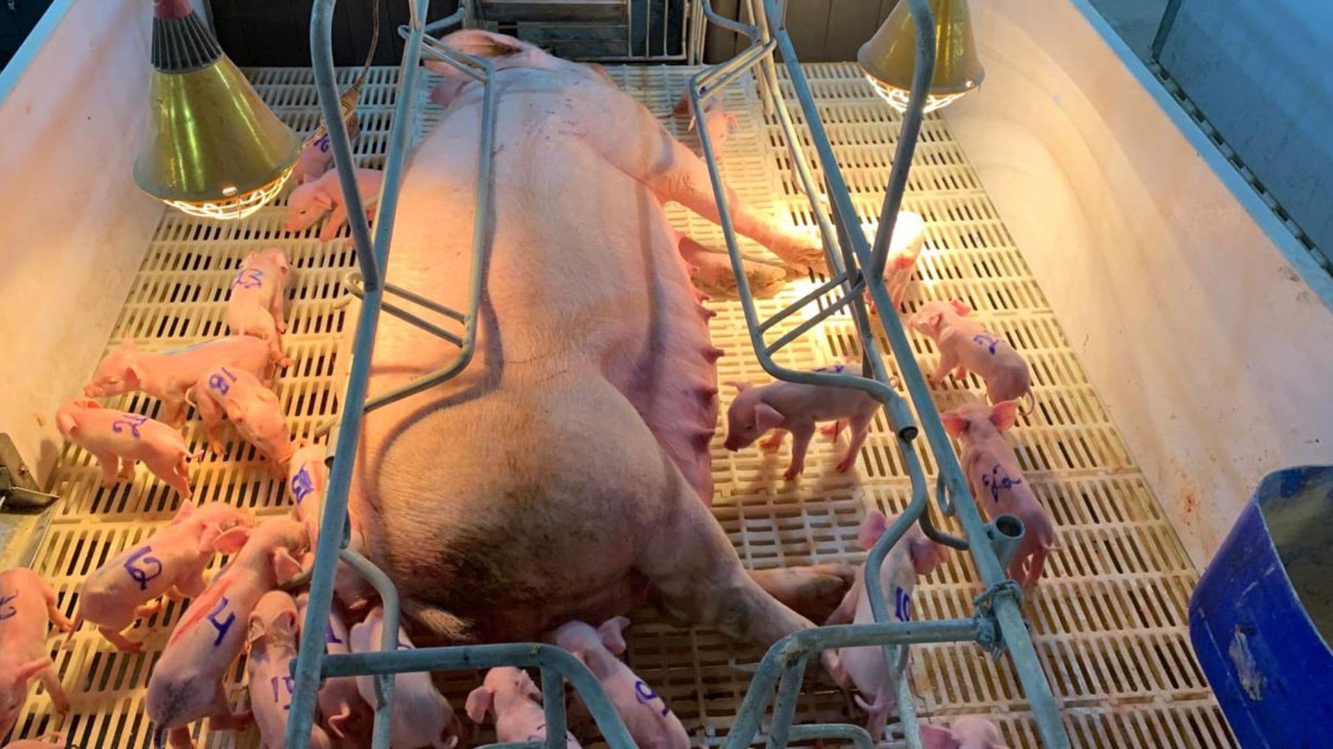 Porca surpreende com 33 leitões em parto inédito em Itaporã