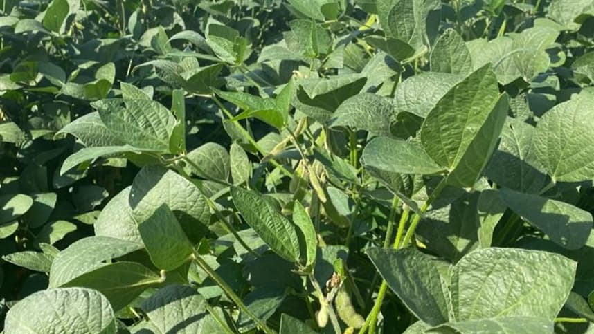 Preços da soja continuam em queda em Chicago