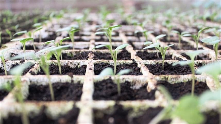 Tecnologias Digitais Transformam a Agricultura na Macfrut 2026