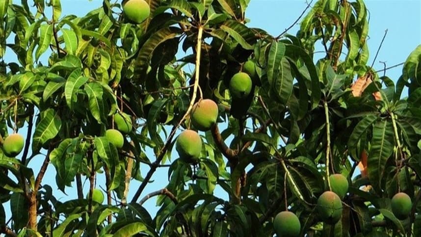 Valorização consecutiva: Manga Palmer mantém sua alta por sete semanas consecutivas